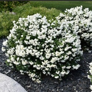 Саженец чубушника (жасмина садового) Сноубель (Snowbelle)