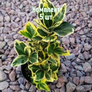 Комплект 5шт / Бересклет Канадейл Голд