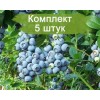 Саженцы голубики Нортленд (Northland) -  комплект 5 шт.