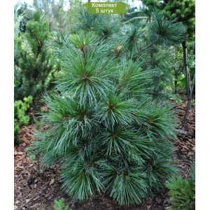 Саженцы кедра Корейского  20-40 см -  комплект 5 шт.