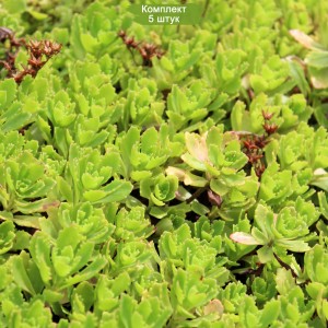 Саженцы очитка Иммергрунхен  (Immergrunchen) -  комплект 5 шт.
