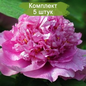 Саженцы пиона древовидного Калофул Пейнтинг (Colorful Painting) -  комплект 5 шт.