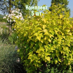 Комплект 5шт / Пузыреплодник калинолистный Ангел Голд