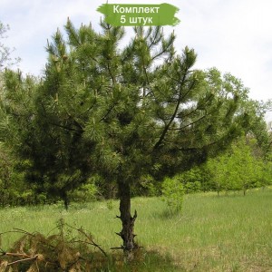 Саженцы сосны Крымской 40-60 см -  комплект 5 шт.