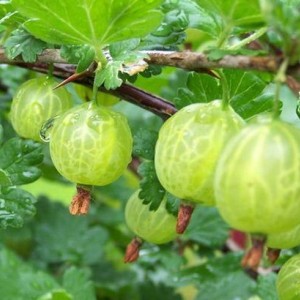 Саженец крыжовника Малахит (слабошипный)