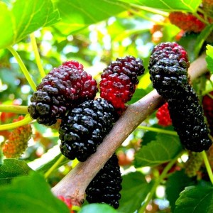 Саженец тутовника (шелковицы) Владимирской